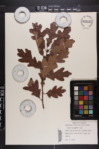 Quercus margaretta image