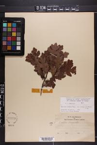 Quercus margaretta image