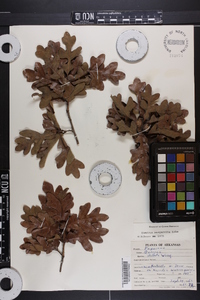 Quercus margaretta image