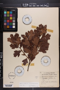 Quercus margaretta image