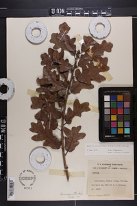 Quercus margaretta image