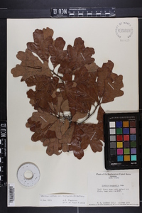 Quercus margaretta image