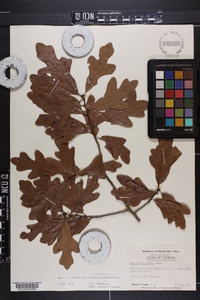 Quercus margaretta image