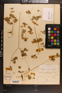 Thalictrum clavatum image