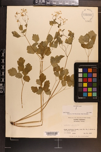 Thalictrum clavatum image