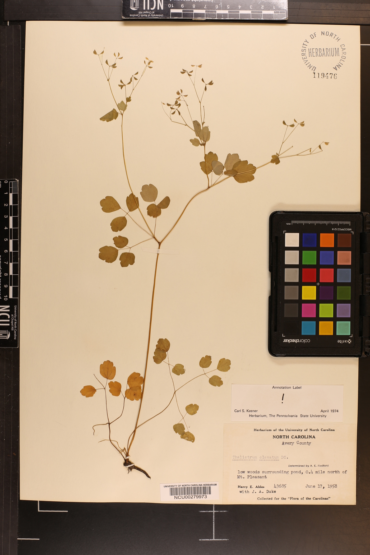 Thalictrum clavatum image