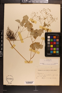 Thalictrum clavatum image