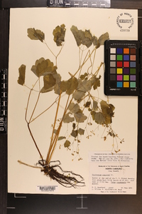 Thalictrum clavatum image