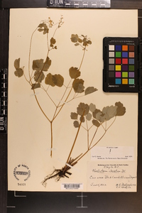 Thalictrum clavatum image