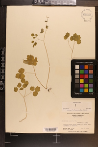 Thalictrum clavatum image