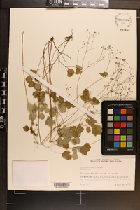 Thalictrum clavatum image