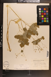 Thalictrum clavatum image