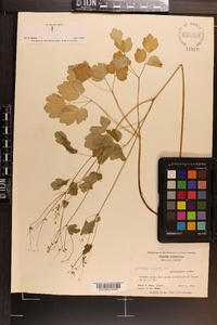 Thalictrum clavatum image