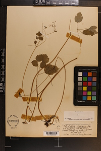 Thalictrum clavatum image