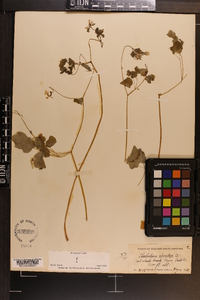 Thalictrum clavatum image