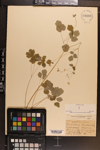 Thalictrum clavatum image