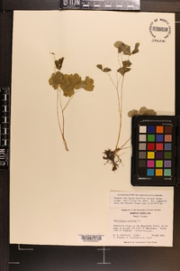 Thalictrum clavatum image