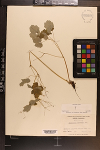 Thalictrum clavatum image