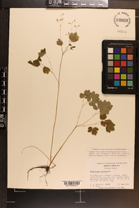 Thalictrum clavatum image