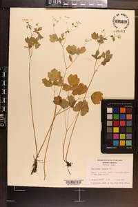 Thalictrum clavatum image