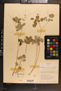 Thalictrum clavatum image