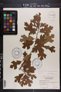 Quercus margaretta image