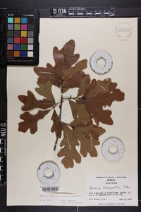 Quercus margaretta image