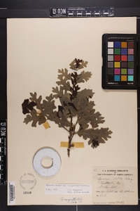 Quercus margaretta image