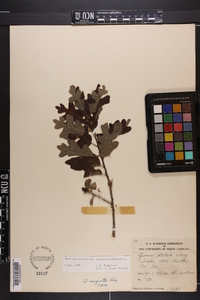 Quercus margaretta image