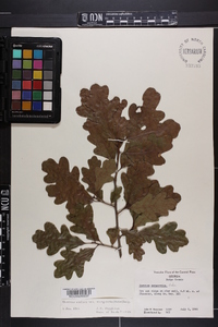 Quercus margaretta image