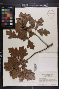 Quercus margaretta image