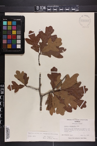 Quercus margaretta image