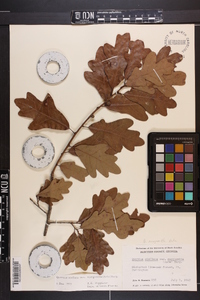 Quercus margaretta image