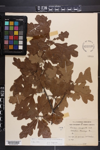 Quercus margaretta image