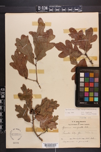 Quercus margaretta image