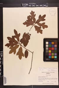 Quercus margaretta image