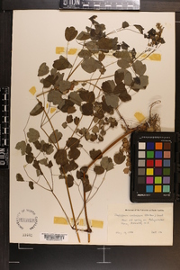 Thalictrum coriaceum image