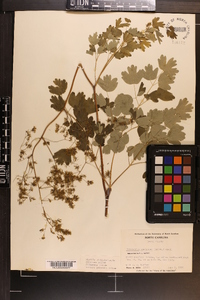 Thalictrum coriaceum image