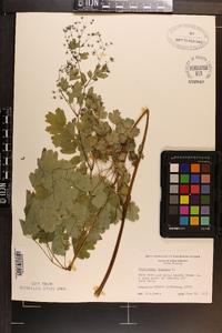 Thalictrum dioicum image