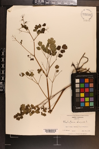 Thalictrum dioicum image