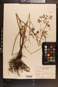 Thalictrum dioicum image