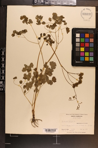 Thalictrum dioicum image