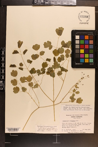 Thalictrum dioicum image