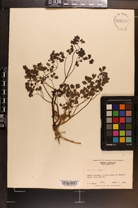 Thalictrum dioicum image