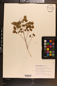 Thalictrum dioicum image