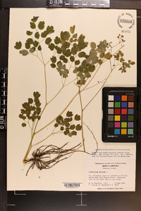 Thalictrum dioicum image