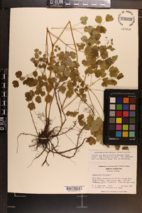 Thalictrum dioicum image