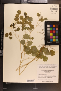 Thalictrum dioicum image