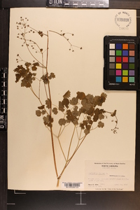 Thalictrum dioicum image