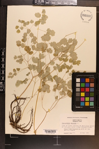 Thalictrum dioicum image